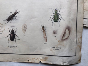 Vintage Beetle Poster