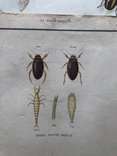 Load image into Gallery viewer, Vintage Pond Insect Poster