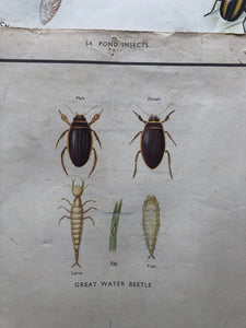 Vintage Pond Insect Poster