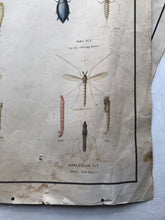 Load image into Gallery viewer, Vintage Pond Insect Poster