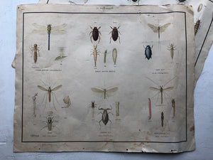 Vintage Pond Insect Poster