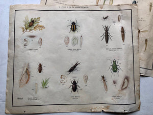 Vintage Beetle Poster