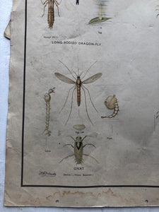 Vintage Pond Insect Poster